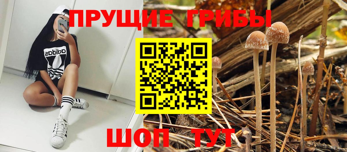 Галлюциногенные грибы Psilocybine cubensis Анжеро-Судженск